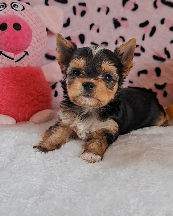 Suczka Yorkshire Terrier