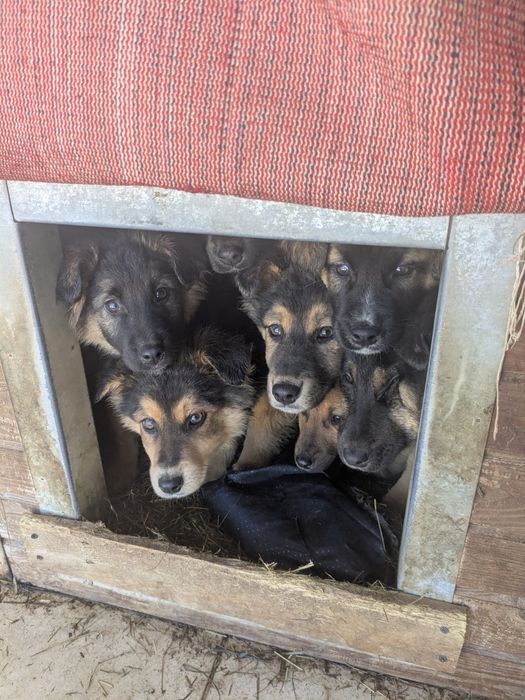 Щенята 8 хлопчики та дівчатка шукають родини