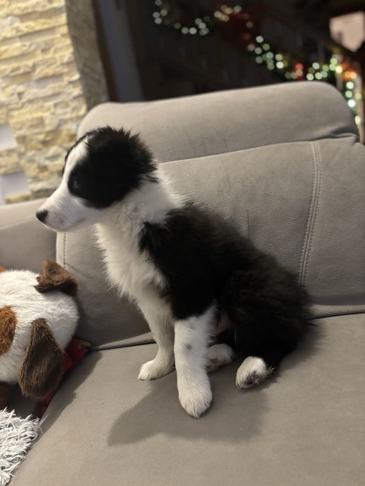 Szczeniak Border Collie