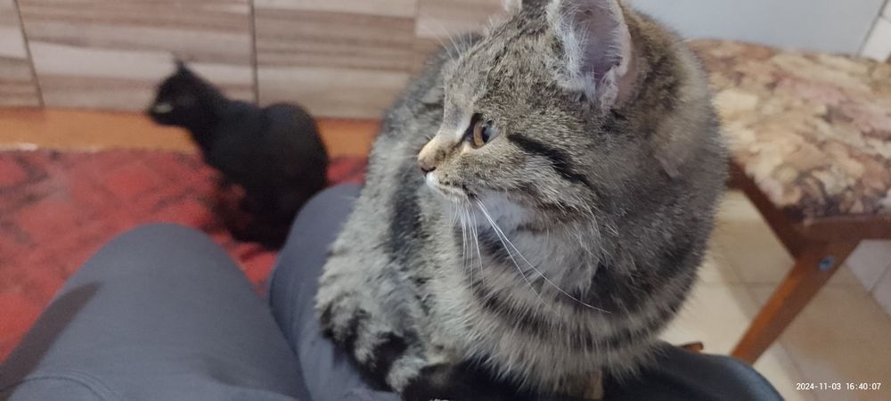 Віддам  добрі руки