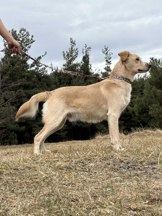 OPOWIASTEK - radosny, energiczny, wszędobyslki psiak do adopcji