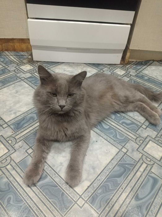 Пропал пепельный котик