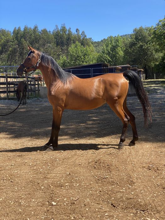 Vendo Poldra PSA, X Star Ben Rita