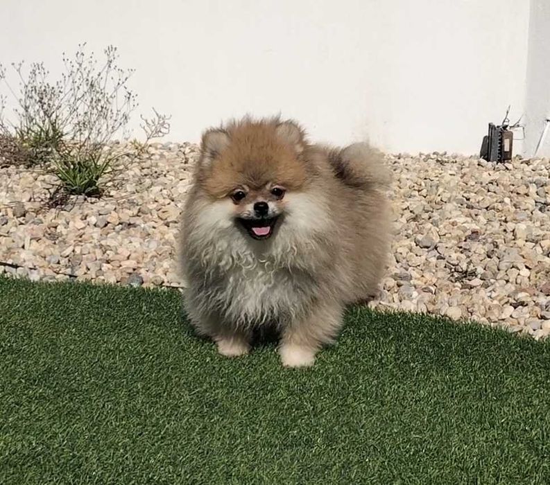 Lulu da Pomerânia macho com LOP (Pedigree) e Afixo