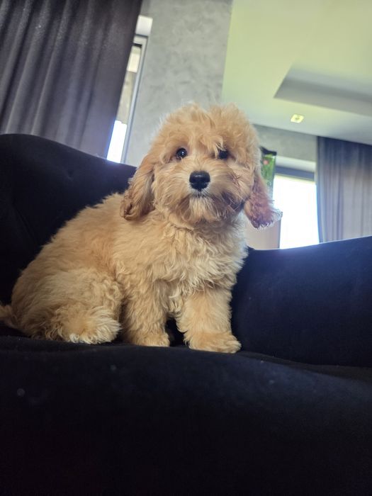 suczka Maltipoo F1b bad.genetyczne