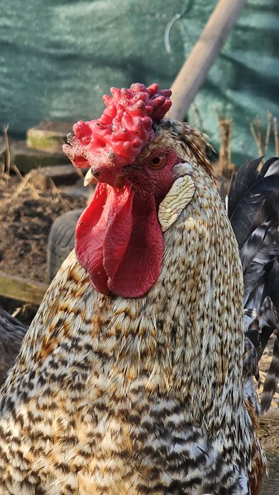 Jaja legowe greenshl