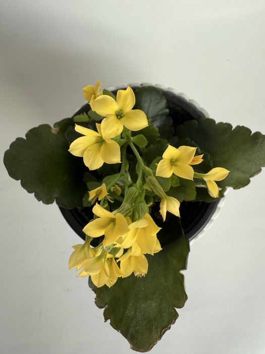 Kalanchoe sukulent w białej osłonce
