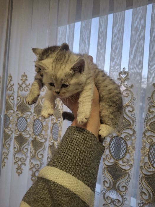 Продам   кошення