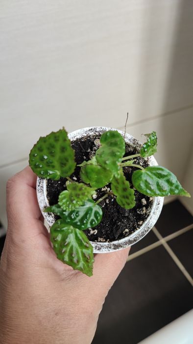 Begonia Dracopelta
