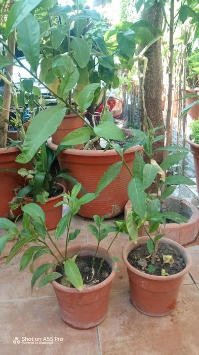 Planta Dama da noite