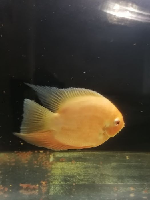 Продам аквариум с рыбами