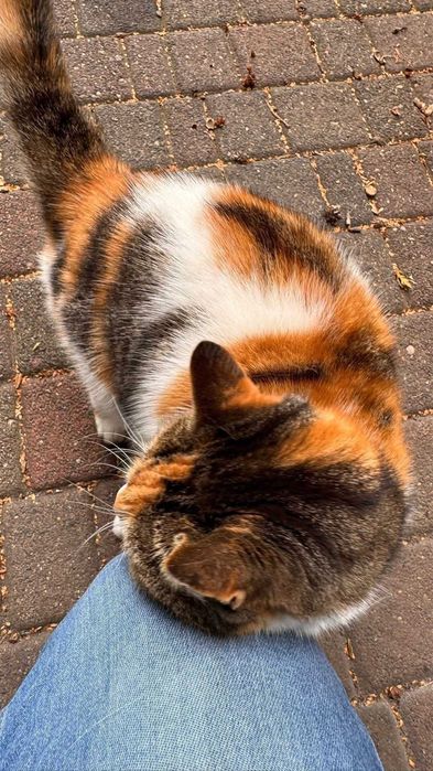 Łódź - Piękna trikolorka szuka domu