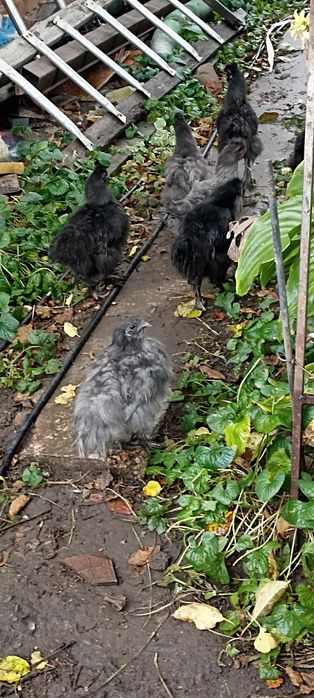 Продам молодих пухових курей