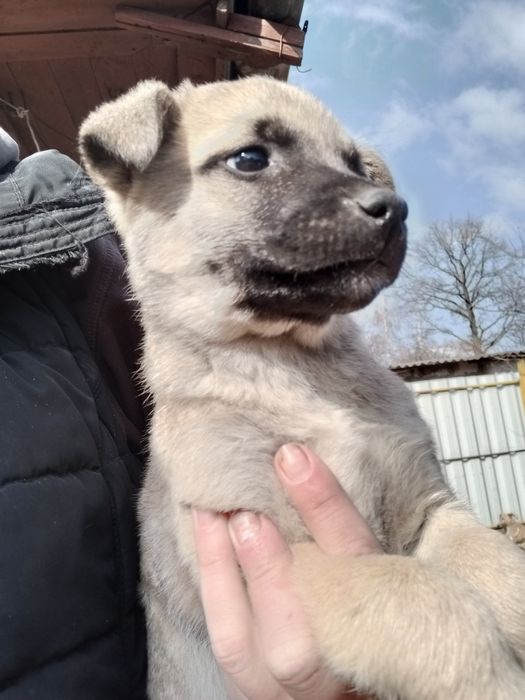 Собачка Майк 2 месяца