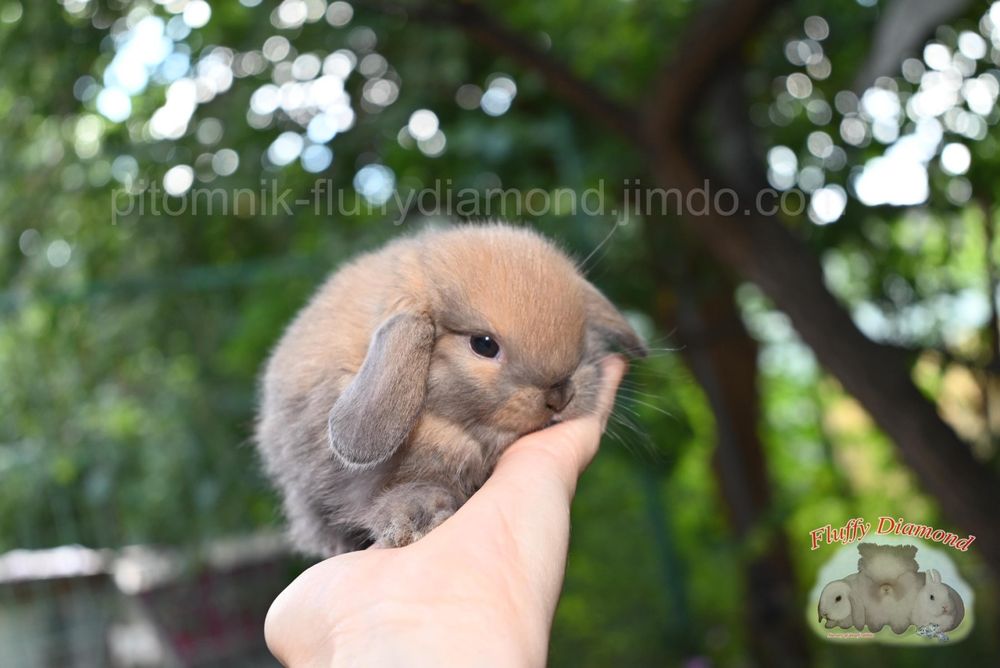 Ексклюзивні карликові кролики. Висловухий NHD. Є вибір! Розплідник