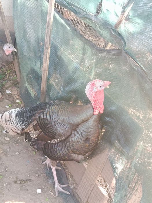 Brahmas, orpington ,há venda