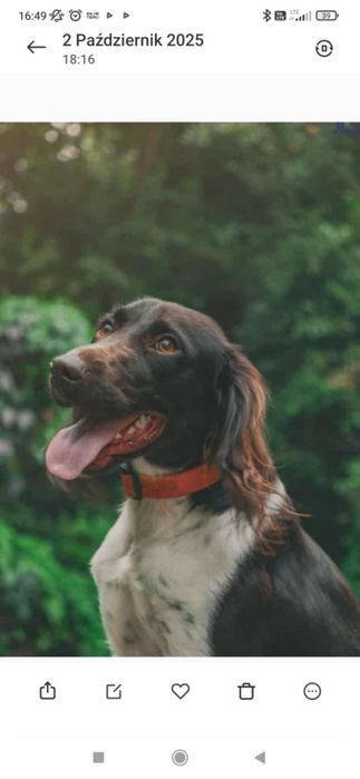 Domowy hotel dla psów  - Polana Asami