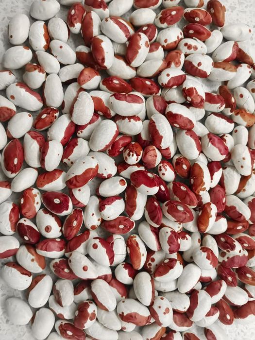 Квасоля Червона Шапочка.