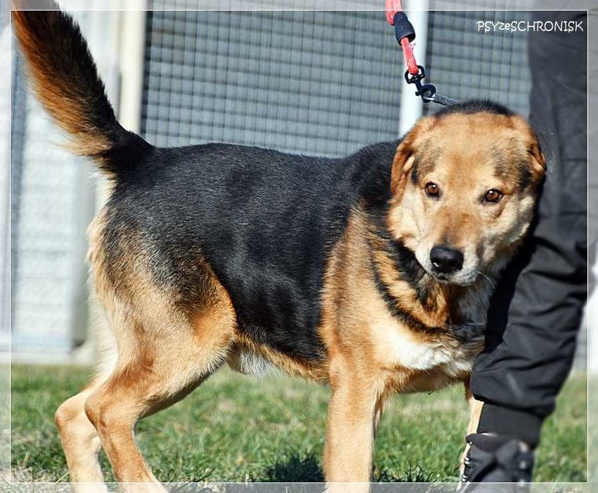 Witek – przy człowieku rozkwita jakby był szczeniakiem