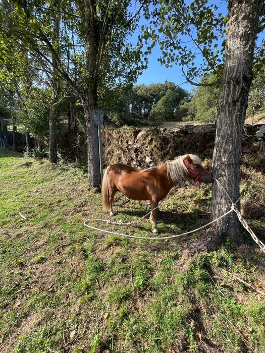 Vendo ponei femea de 85,90cm
