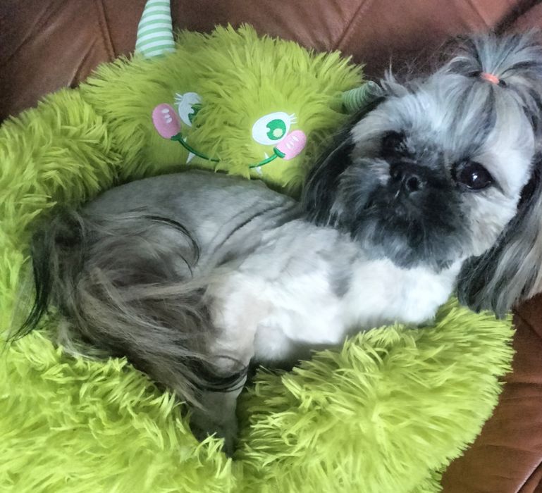 Shih tzu piesek FCI