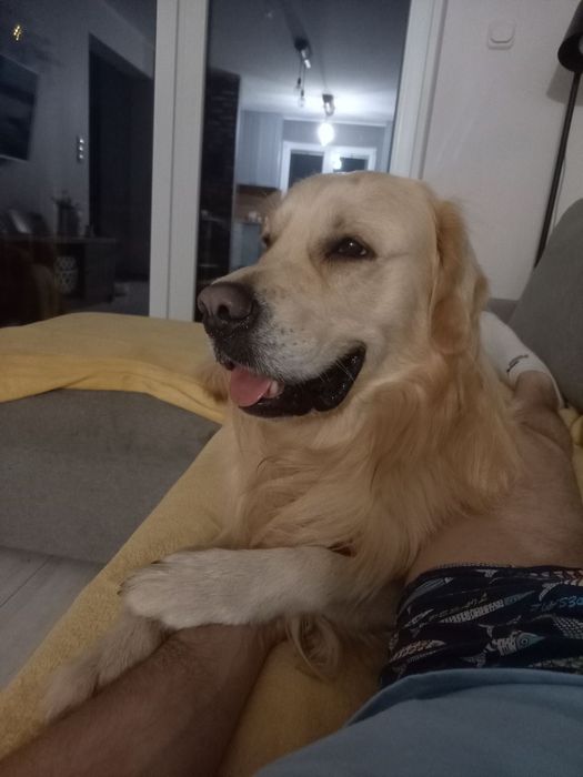 Szczeniak Golden Retriever i biszkoptowy