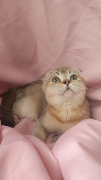 Вислоухая девочка от ЗОЛОТОЙ шиншиллы