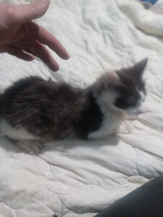 Відам  безкоштовно