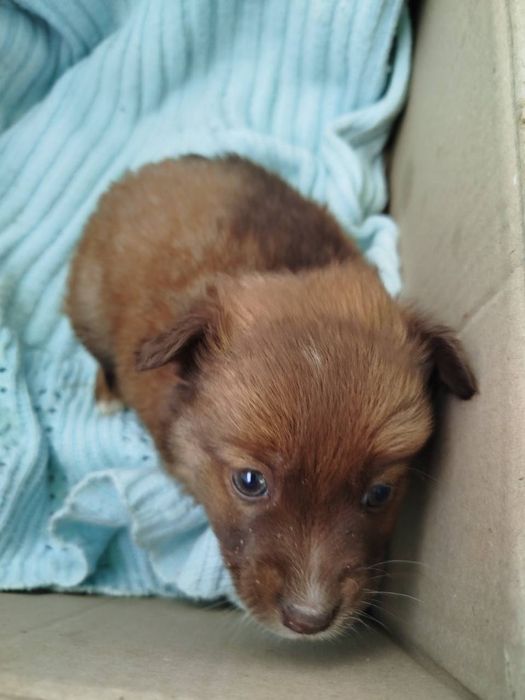 Цуценятка в добрі рученята