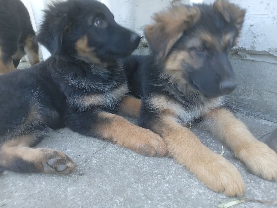 Щенки нем.овчарки,длиношерстные