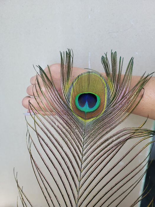Перья индийского павлина