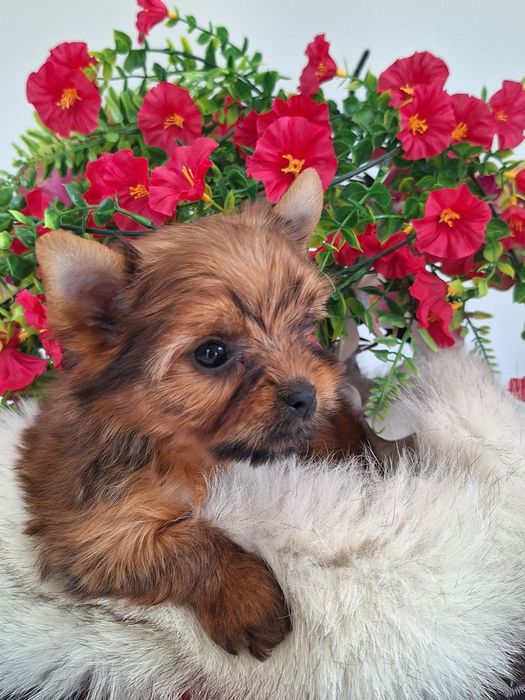 Yorkshire terrier z rodowodem