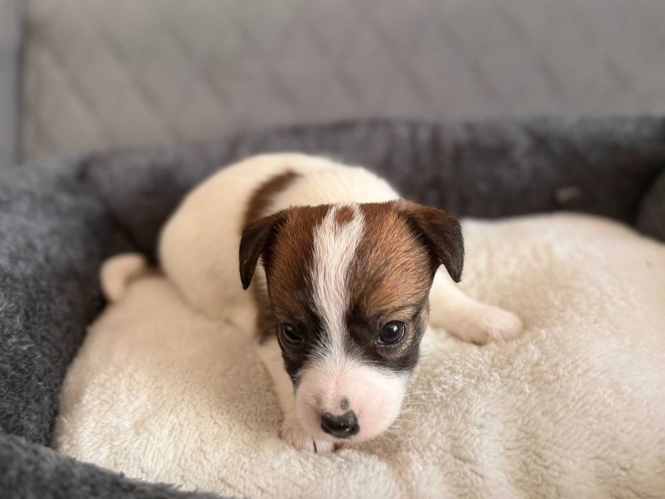 Śliczna sunia  rasy Jack Russell Terrier.