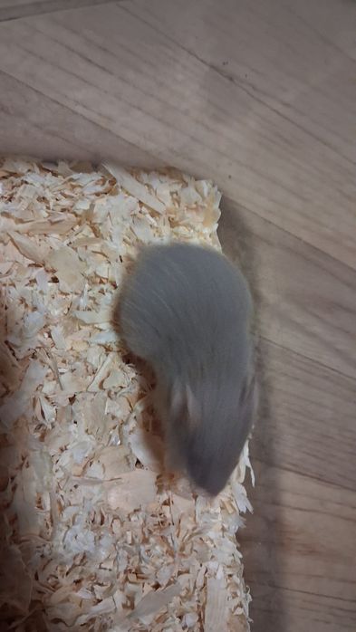 Chomik syryjski chomiki