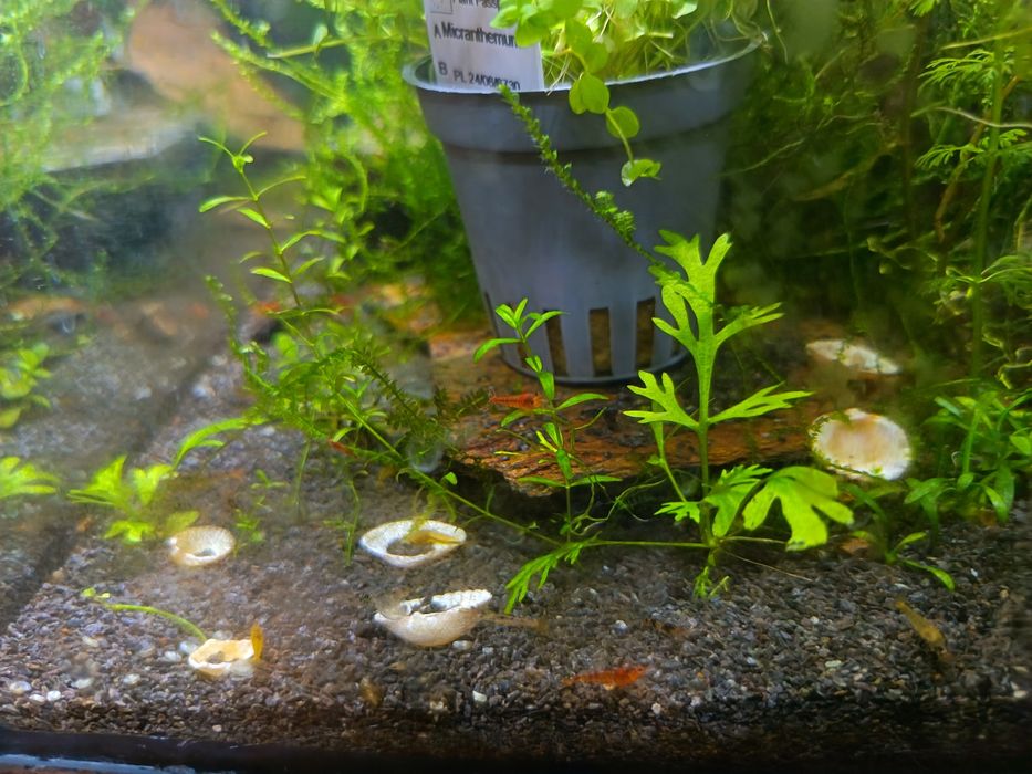 Krewetki kundelki Caridina Yellow