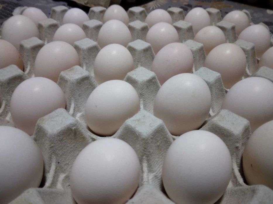 Ovos caseiros consumo