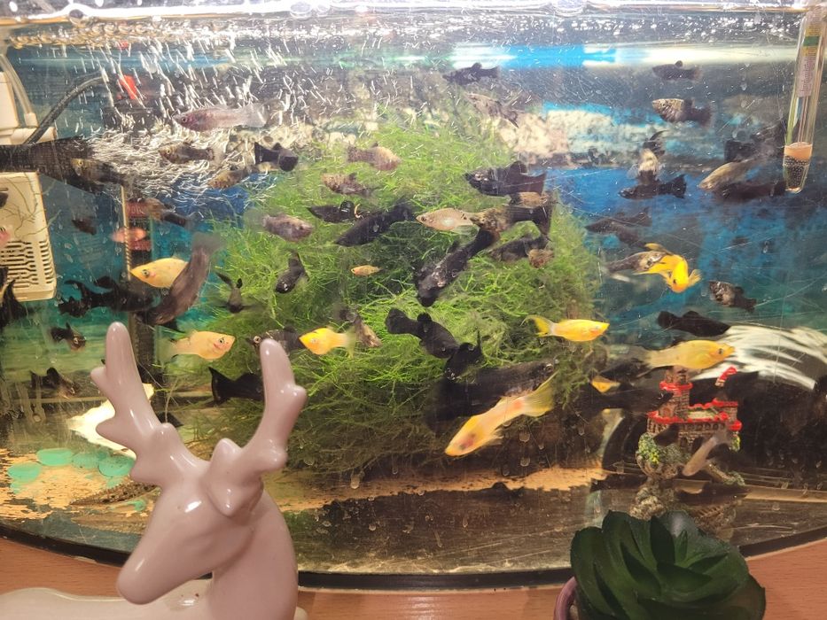 Sprzedam młode Molinezje