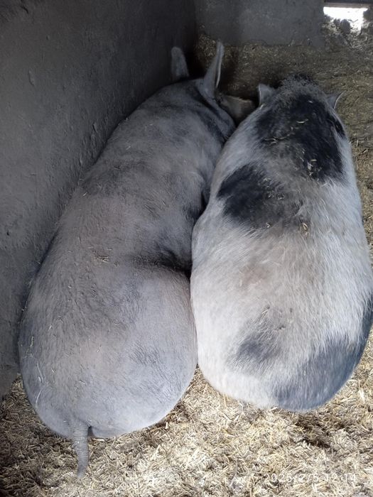 Продам свиней живою вагою