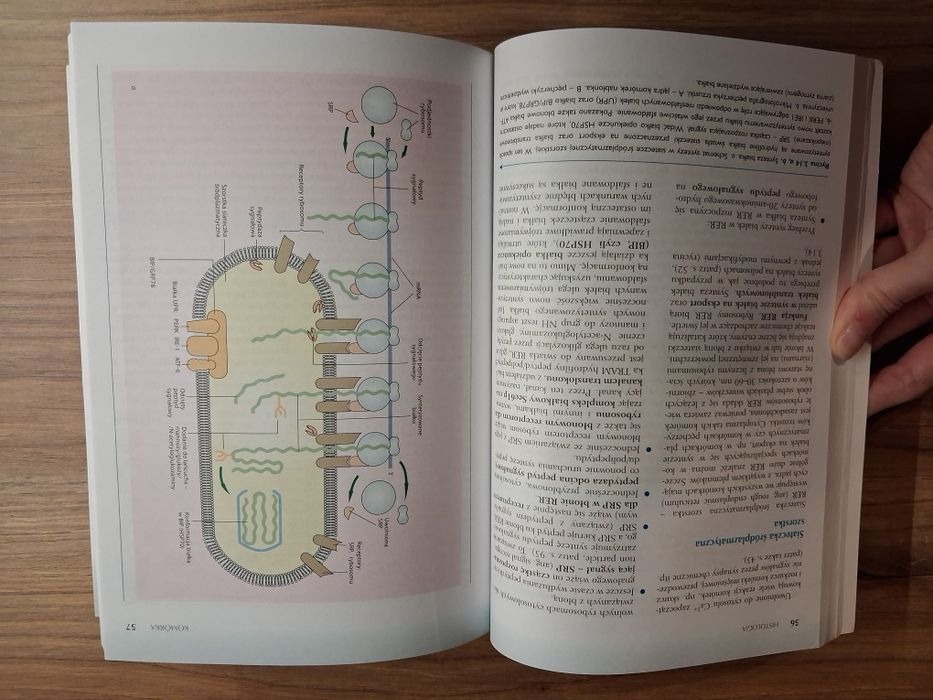 Histologia. W. Sawicki, J. Malejczyk