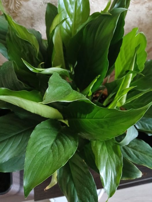 Кімнатна квітка Спатіфілум