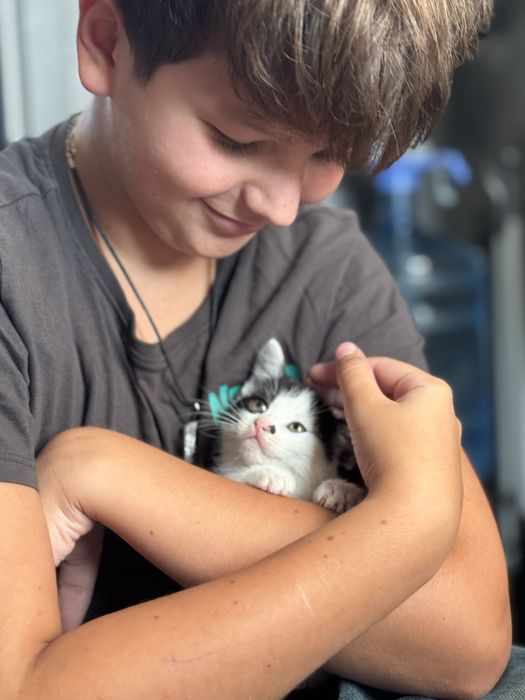 Котеня лише у добрі руки