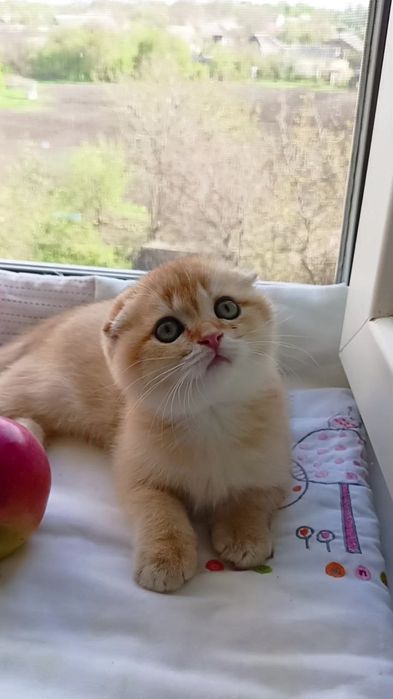 Просто няшечка. Шотландский котик золотая шиншилла
