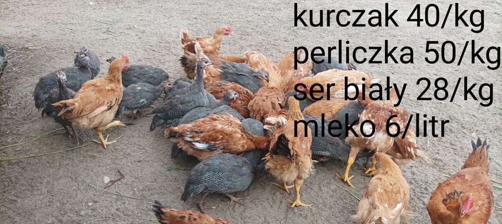 Ser, mleko, kurczak, perliczka