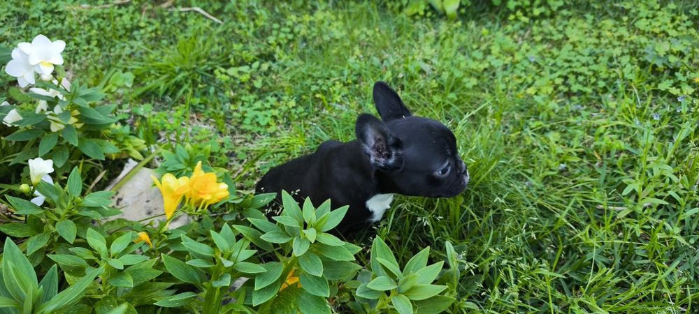Bulldog francês fêmea criado em ambiente familiar disponível para entr