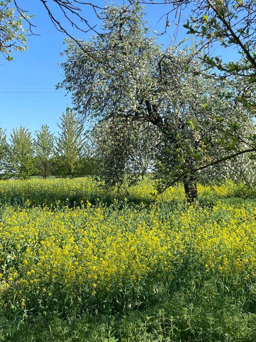 Ostatnia działka w pierwszej linii zabudowy! 15 min. od Lublina