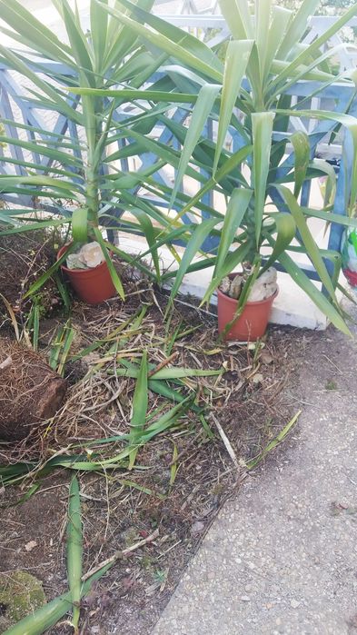 Planta Yucca, muito viçosa