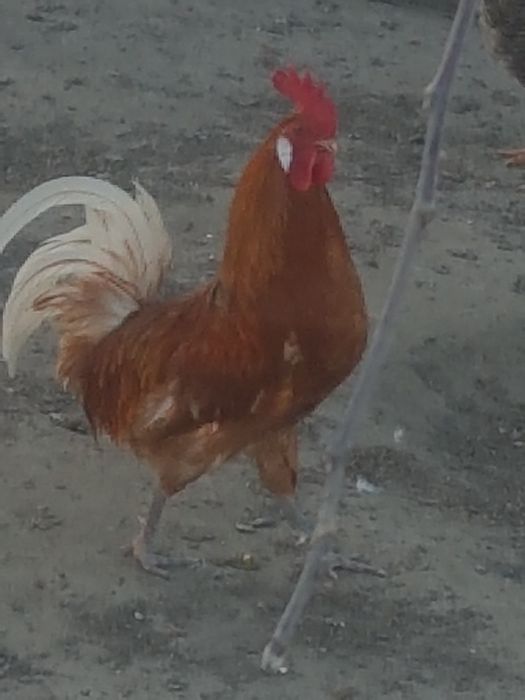 sprzedam kury fryzyjskie