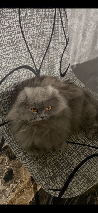 Кошенята британці