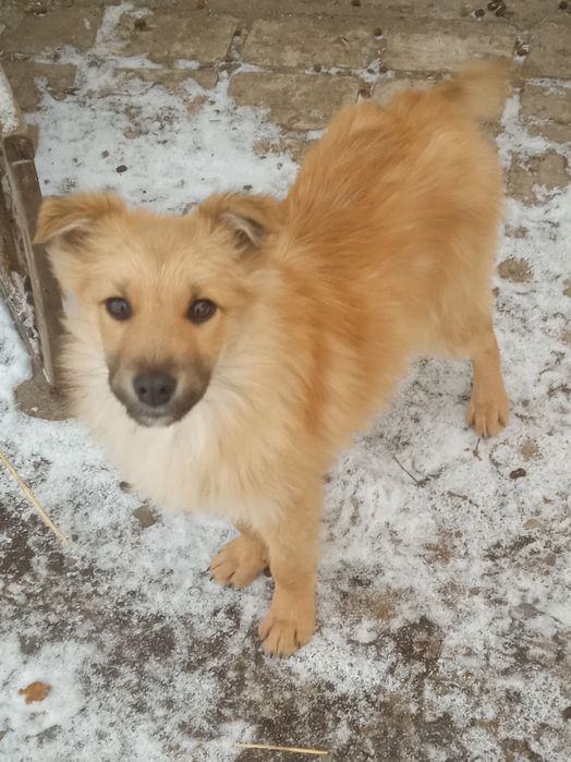 Хлопчики шукають родину