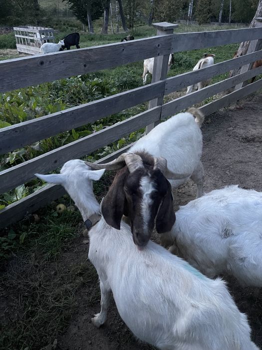 Племені козенята від 7500